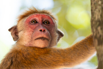 Close-up of monkey face in a nature background
