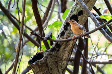 Brown-capped babbler and forest. Natural background.