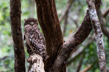 Brown fish owl perched on a tree branch