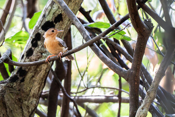 Brown-capped babbler and forest. Natural background.