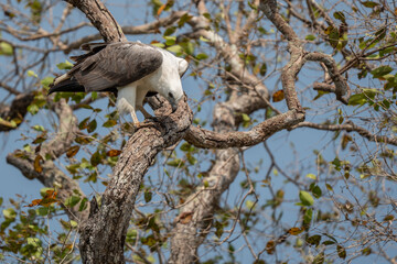 White Bellied Sea Eagle in natural native habitat