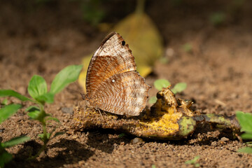 A butterfly sucking juice from fruit