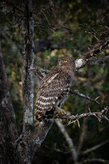 Brown fish owl  with prey
