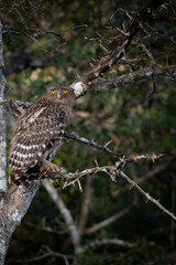 Brown fish owl  with prey
