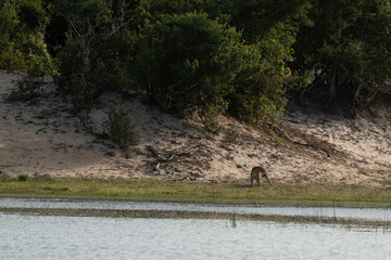 Leopard on the edge of a reservoir with the forest in the background
