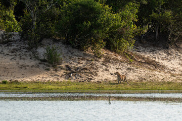 Leopard on the edge of a reservoir with the forest in the background
