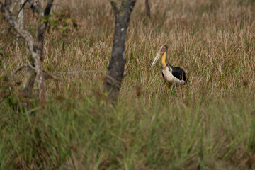 Lesser adjutant  walking in the grass