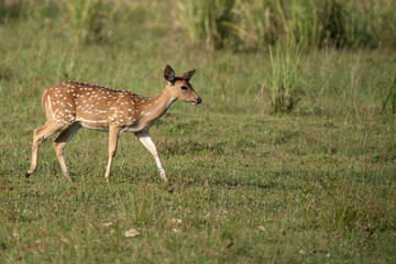 A spotted deer eating in the Yala National Park