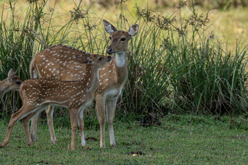 Mother and baby deer on the grass