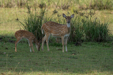 Mother and baby deer on the grass