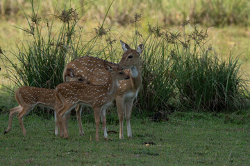 Mother and baby deer on the grass