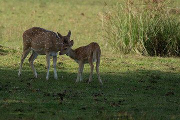 Mother and baby deer on the grass