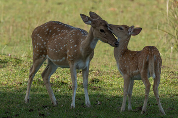 Mother and baby deer on the grass
