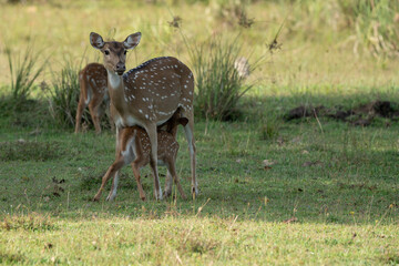 Fawn deer suckling from it's mother on the grassland