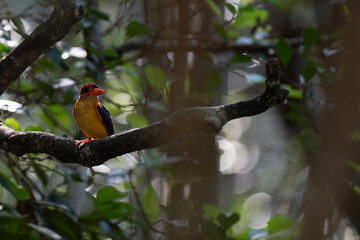 Beautiful bird  Black-backed dwarf kingfisher  on a branch