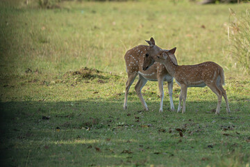 Mother and baby deer on the grass