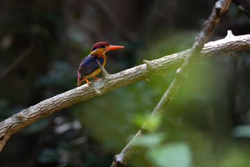 Beautiful bird  Black-backed dwarf kingfisher  on a branch