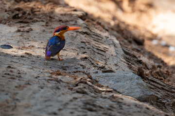  Black-backed dwarf kingfisher perched on the ground