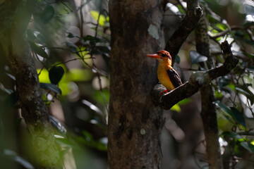 Beautiful bird  Black-backed dwarf kingfisher  on a branch