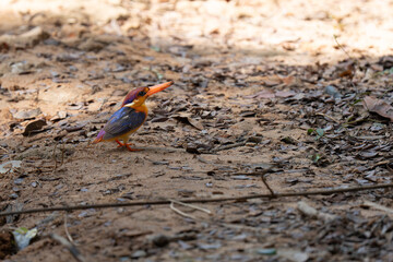  Black-backed dwarf kingfisher perched on the ground