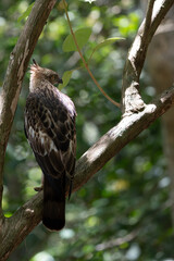 A close-up of aChangeable Hawk Eagle perched on a tree branch in the forest