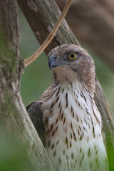 Changeable Hawk Eagle portrait in forest. Danger animal in nature habitat. Wildlife scene