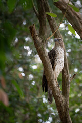 A close-up of aChangeable Hawk Eagle perched on a tree branch in the forest