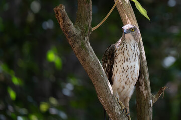 A close-up of aChangeable Hawk Eagle perched on a tree branch in the forest
