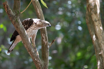 A close-up of aChangeable Hawk Eagle perched on a tree branch in the forest