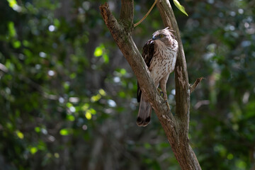 A close-up of aChangeable Hawk Eagle perched on a tree branch in the forest