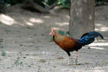 junglefowl  in its natural environment