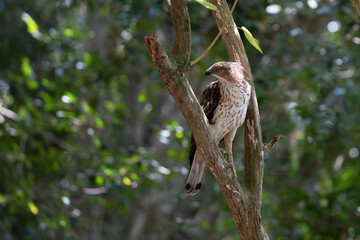 A close-up of aChangeable Hawk Eagle perched on a tree branch in the forest
