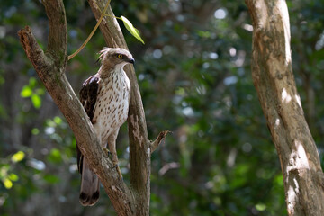 A close-up of aChangeable Hawk Eagle perched on a tree branch in the forest