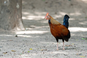 junglefowl  in its natural environment