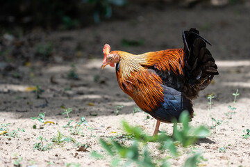 junglefowl  in its natural environment