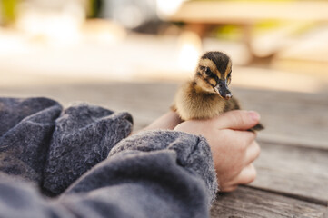 Child holding a duckling