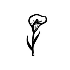 Elegant calla lily illustration in simple black ink style on plain background