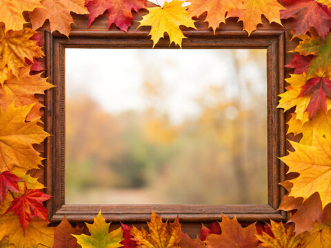 autumn leaves frame. autumn, leaf, frame, fall, maple, leaves, nature, season, border, tree, orange, yellow, vector, color, foliage, decoration, design, plant, illustration, thanksgiving, card, septem
