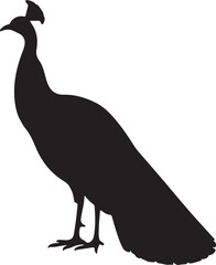 Peacock Silhouette