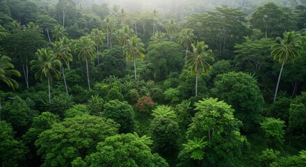 Obraz premium Lush Green Tropical Forest Aerial View