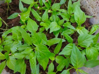 newly grown chili plant seedlings