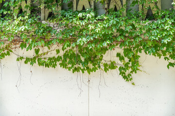 ivy leaves isolated on a white background