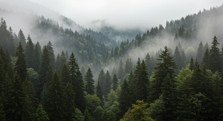 Misty Mountain Forest Landscape with Lush Green Coniferous Trees