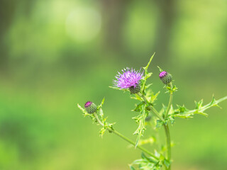 5月の野草　ノアザミの紫の花02