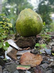 Pomelo ,jeruk bali