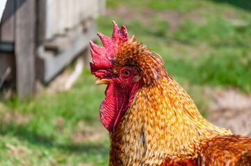 Close-up of a colorful rooster in bright sunlight, showing its detailed red comb, wattles, and richly textured feathers. Blurred green and rustic farm background.
