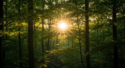 Obraz premium Sunbeams Through Lush Green Forest at Sunset