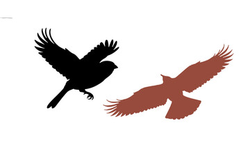 birds falcon and eagle silhouette