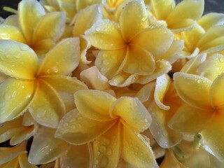 Dew water on yellow frangipani flowers. The yellow petals, typically vibrant and cheerful, become...