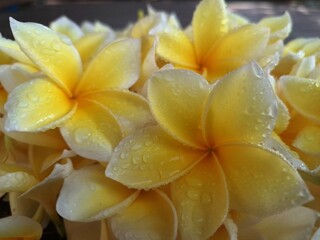 Dew water on yellow frangipani flowers. The yellow petals, typically vibrant and cheerful, become...
